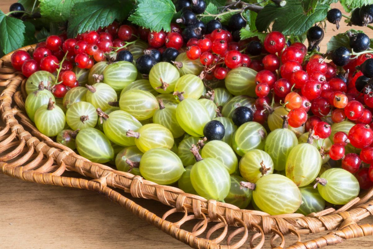 KI generiert: Ein Korb mit Stachelbeeren, roten und schwarzen Johannisbeeren.