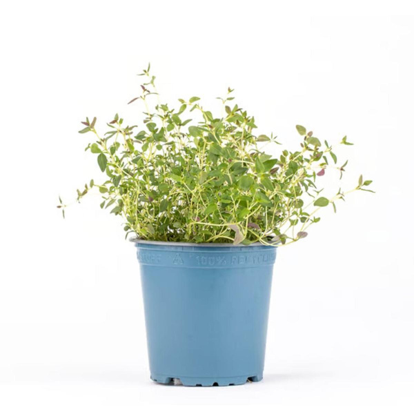 Produktfoto zu Thymian Topf