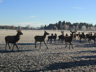 KI generiert: Eine Herde Hirsche läuft über ein frostiges Feld bei klarem Himmel und Sonnenschein.