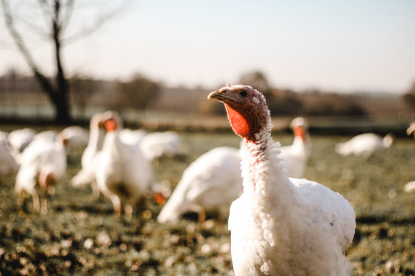 KI generiert: Das Bild bewirbt das 30-jährige Jubiläum eines Unternehmens und bietet die Chance, 30 Mal 3 Gewürzmischungen zu gewinnen. Es zeigt zudem eine Speise als Anregung, mit den bereitgestellten Rezepten zu kochen.