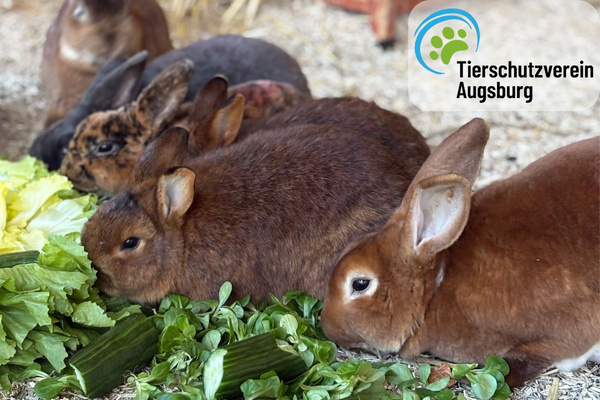 KI generiert: Das Bild bewirbt das 30-jährige Jubiläum eines Unternehmens und bietet die Chance, 30 Mal 3 Gewürzmischungen zu gewinnen. Es zeigt zudem eine Speise als Anregung, mit den bereitgestellten Rezepten zu kochen.