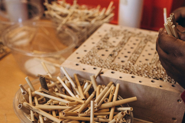 KI generiert: Das Bild zeigt mehrere junge Keimlinge, die in Erde gepflanzt sind. Der Hauptinhalt des Bildes ist das frische Wachstum der Pflanzen.